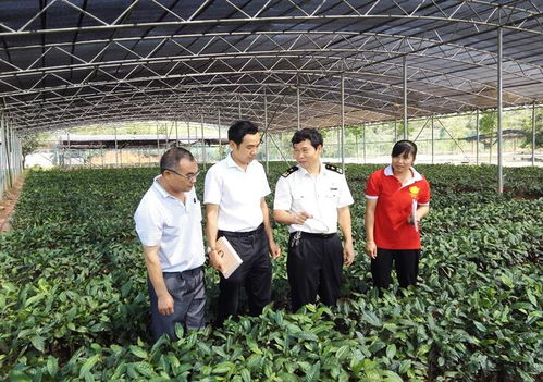 六堡茶企业出口备案数再创新高
